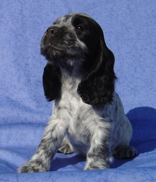 Jsem proste hvezda.JPG